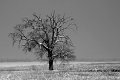 41 - Outsider - BOSKOVIC RADENKO - yougoslavia